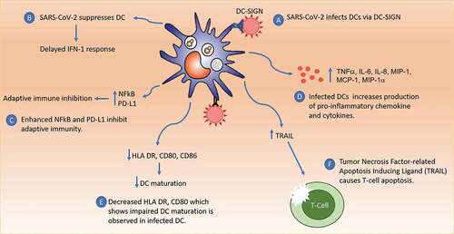 Figure 2. Immune Response to SARS-COV-2 Infection. SARS-CoV-2 can infect DC mainly via DC-SIGN receptors. Infected DC become dysfunctional, causing inadequate IFN-1 response, decreased DC maturation, upregulation of pro-inflammatory cytokines, inhibition of adaptive immunity via PD-L1 and NFkB, and T cell apoptosis via TRAIL. These cause the failure of innate and adaptive immunity.