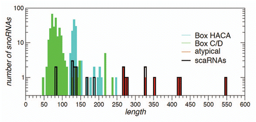 Figure 1 Length distribution of human snoRNAs. Box C/D, box H/ACA and snoRNAs with atypical architecture (e.g., those with both a C/D and an H/ACA domain) are shown by different colors. The scaRNAs, characterized by an additional localization signal, belong to either one of these three classes. Their number is shown by the black curve.