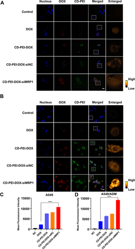 Figure 4 The uptake of cells treated with indicated drugs detected by laser confocal scanning microscopy.