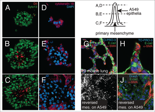 Figure 2. Orientation of epithelial and mesenchymal cells within 3-dimensional peaks. (A–C) Confocal sections through co-cultures in which mesenchyme was labeled with DiI prior to addition of epithelial cells. Nuclei were labeled with SYTO 13. (D–F) Confocal images of co-cultures immunostained for cytokeratin 18 expression. Nuclei were labeled with DAPI. 3-dimensional peaks have cores of mesenchyme covered by epithelial cells. (G and H) Confocal sections through newborn mouse lungs showing developing alveolar septa are comprised of mesenchymal cell cores (α-SMA-positive cells, red) covered by epithelia (E-cad, green). Nuclei labeled with TO-PRO-3. (I and J) Adding mesenchymal cells to confluent monolayers of A549 epithelia (reversing the order) produced ridges containing elongated mesenchymal cells, but not the tall peaks and numerous ridges seen in A-F. (I) Darkfield image. (J) Confocal image of immunostained co-culture. (E-cadherin, green; α-SMA, red; nuclei labeled with Draq5).