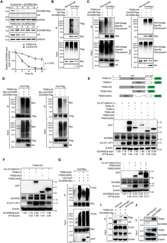 Figure 5. TRIB3 represses ubiquitylation and degradation of SCARB2. (a) 293 T cells were co-transfected with a plasmid expressing SCARB2-Myc and TRIB3-HA or a vector plasmid. At 24 h post transfection, cells were incubated with cycloheximide (CHX) (10 μg/ml) for indicated times. Proteins were detected by WB with the indicated antibodies. P < 0.05, two-way ANOVA with Holm-Sidak multiple comparisons test. (b) The effect of TRIB3 overexpression on SCARB2 ubiquitylation in vitro. 293 T cells were transfected with indicated plasmids and cell extracts were IP with anti-Myc Ab. The ubiquitylated SCARB2 was detected with WB assay. (c, d) 293 T cells were transfected with indicated plasmids and cell extracts were IP with anti-Myc Ab or anti-Flag Ab. The ubiquitylated SCARB2 was detected with WB assay. (e) The KDC region of TRIB3 was responsible for its promoting EV-A71 infection. (Upper panel) Schematic diagram of TRIB3 deletion mutants. (Lower panel) Cell extracts from 293 T cells transfected with the indicated plasmids and infected with EV-A71 were resolved by SDS-PAGE, proteins were detected by WB with the indicated antibodies. (f) Cell extracts from TRIB3-KO cells transfected with the indicated plasmids and infected with EV-A71 were resolved by SDS-PAGE, proteins were detected by WB with the indicated antibodies. (g) Effect of KDC deletion in TRIB3 on SCARB2 ubiquitination in 293 T cells. (h) Cell extracts from 293 T cells transfected with the indicated plasmids and infected with EV-A71 were detected by WB with the indicated antibodies. (i) The relationship between TRIB3 and SCARB2. 293 T cells were transfected with indicated plasmids and cell extracts were IP with anti-HA or anti-Flag Ab. (j) The relationship between endogenous TRIB3 and SCARB2. HCT-8 cells extracts were IP with anti-TRIB3.