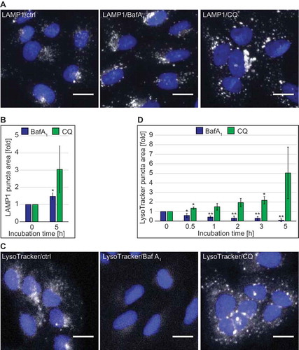 Figure 1. Quantitative automated fluorescence microscopy analysis revealed significant major differences between BafA1 and CQ treatments on DGCs. U2OS cells were treated with the vector (ctrl/0 h), 100 µM CQ or 100 nM BafA1 for 5 h, or in a time course manner between 0 and 5 h, before processing for immunofluorescence microscopy. Images were acquired and analyzed automatically using the Cellomics Arrayscan. (A) Staining of the preparations with anti-LAMP1 antibodies. (B) Quantification of the LAMP1 puncta area per cell (arbitrary units) from the immunofluorescence images such as for the examples shown in panel A. (C) Cells treated for the indicated times, were incubated with LysoTracker Red for 1 h before being processed for fluorescence microscopy. (D) Quantification of the LAMP1 puncta area per cell (arbitrary units) from images such as the examples depicted in panel C. All data are presented relative to the control at 0 h (fold). Error bars represent standard deviations (SD) of 3 independent experiments. * or ** symbols indicate significant differences of p < 0.05 and p < 0.01, respectively. Scale bars: 20 µm.