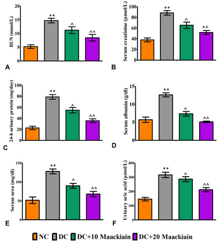 Figure3 The effects of maackiain serum and urinary renal markers in HFD & low STZ induced diabetic rats. (A) Blood urea nitrogen (BUN); (B) Serum creatinine; (C) 24-hour urine protein; (D) Serum albumin; (E) Serum urea; (F) Urinary uric acid. The data were expressed as the mean ± S.D, n=6, **p < 0.001 versus NC; ^^p<0.001 and ^p< 0.05 versus DC.