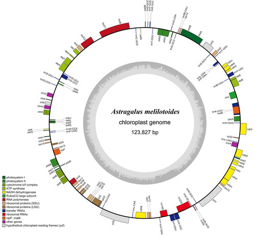 Figure 2. Gene map of A. melilotoides chloroplast genome. Genes shown inside the circle indicate that the direction of transcription is clockwise, while those shown outside are counterclockwise. Different groups of functional genes are indicated in different colors. The GC content is shown in the dashed area in the inner circle.