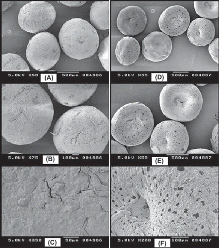 Figure 7. SEM Images of Optimized Microbeads Formulation A, B, C (MB 17) and Control Microbead Formulation D, E, F (MB 18).