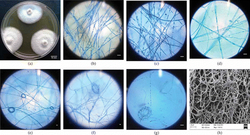 Figure 1. Morphological traits of Muscodor kashayum (#16 AMLWLS) after 10 days of growth in different medium. (a) Macromorphological culture in PDA medium ((b)–(d)); compound microscope micrographs of hyphae in PDA, MEA and CDA medium stained with lactophenol cotton blue ((e)–(g)); light microscope micrographs of coiling formation of fungal hyphae over CMA, WA and BLA medium; and (h) Scanning electron micrograph of the mycelial arrangement and morphology (Bar 10 µm).