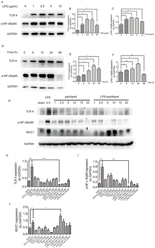 Figure 5 Paclitaxel inhibited TLR 4-NF-κB/p65 activation and upregulated MUC1 in LPS-stimulated lung type II epithelial cell line. (A–C) A549 cells were stimulated with different doses of LPS (1, 2.5, 5, 10 μg/mL) for 24 hrs. (D–F) A549 cells were incubated with 2.5 μg/mg LPS for 6, 12, 24, and 48 hrs. (G–J) A549 cells were treated with different doses of paclitaxel (1, 2.5, 5, 10, 15, 20 nM) after stimulated by 2.5 μg/mL LPS for 24 hrs. TLR 4, p-NF-κB/p65 and MUC1 expression levels were detected by Western blot. Data represent means ± SD (n=6). *P<0.05, **P<0.01, ***P<0.001.