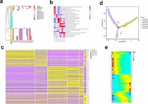 Figure 2. ScRNA-seq analysis reveals the status and invasive trajectory of ductal cells
