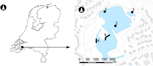Figure 1. Location of Lake Kleine Melanen in The Netherlands (left) and detailed map of the lake (right). 1 = sampling location 1993–2008, 2 = sampling location 2009–2014, 3 = location of outlet weir, 4 = locations of the enclosure experiment.