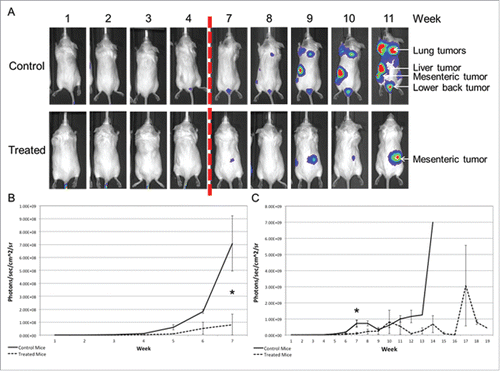 Figure 3. Mice receiving daily treatment of GGOHBP have a reduced whole body tumor burden as shown by BLI (a) Representative weekly BLI of control mouse C4M5 and treated mouse C2M2. The red dashed line indicates the missing photographs from weeks 5 and 6 due to a required temporary switch to the AMI instrument. Control mouse C4M5 died during imaging on day 75 (week 11) whereas treated mouse C2M2 was removed from the study on day 117 (between weeks 16 and 17). (b) Whole body photon counts averaged within the vehicle-control (solid line) and GGOHBP (dashed line) treated groups during weeks 1-7 when all mice were alive. (c) Whole body photon counts for the entirety of the study (weeks 1-19) averaged within the control and treated groups. Statistical significance indicated as * (P < 0.05) as determined by Student's T Test. Error bars indicate standard deviation. N = 9 control vehicle-treated mice. N = 8 GGOHBP treated mice.