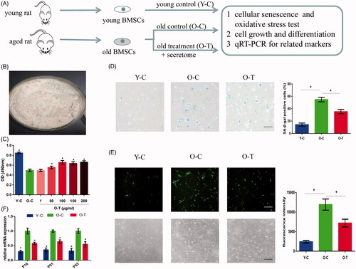 Figure 1. Stem cell secretome collection and cell potential analysis. (A) A schematic diagram of the experimental procedure in vitro. (B) The conditioned medium of hUCMSCs was gathered together and lyophilized. (C) Cell proliferation of stem cells from young and aged rats and effects of different concentrations of secretome on aged BMSCs were analyzed by MTT assay over a period of 5 days. (D) BMSCs were stained for SA-β-gal and the quantitative result was expressed in a bar graph. Scale bar = 100 μm. (E) The level of ROS in BMSCs was judged by fluorescence microscopy analyses after labelling with DCFH-DA. Scale bar = 200 μm. (F) Age-related gene changes in p16, p21 and p53 were detected by qRT-PCR. Representative results of three experiments are shown. *p < .05 vs O-C group.