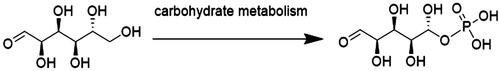 Figure 3. Glucokinase glucose metabolism reaction formula.