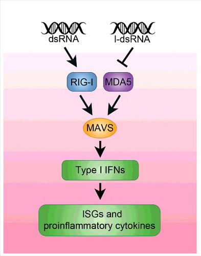 Figure 2. Unmodified, dsRNAs can trigger an innate immune response through RIG-I, MDA5 MAVS signaling, leading to IFN signaling and the activation of ISG. This, in turn, leads to embryonic lethality. The presence of inosine in RNAs suppresses the activation of this signaling cascade. Similarly, mutations in MAVS or MDA5 can suppress the embryonic lethality displayed by Adar1 deficient animals.Citation85,87