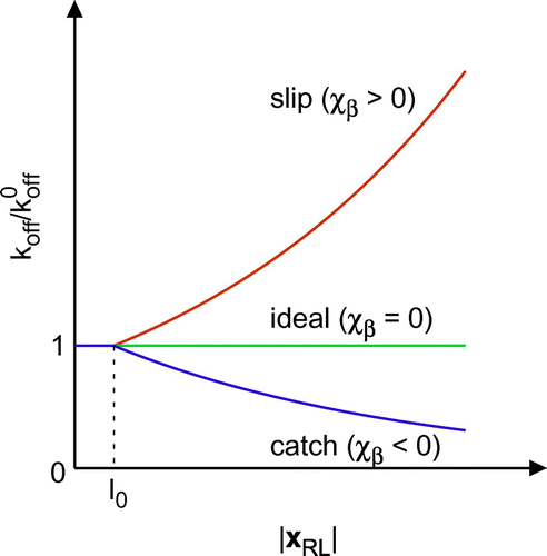 Figure 1. A schematic of bond types. While the dissociation rate for a slip bond increases with |xRL|-l0, that for a catch bond decreases.
