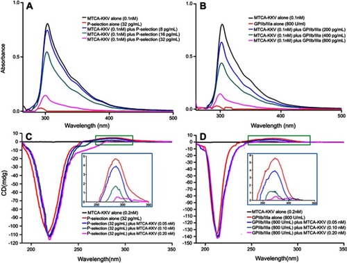 Figure 5 UV and CD described in vitro interaction between MTCA-KKV and P-selectin or GPIIb/IIIa. (A) P-selectin concentration dependently changes the UV of MTCA-KKV; (B) GPIIb/IIIa concentration dependently changes the UV MTCA-KKV; (C) MTCA-KKV concentration dependently changes the CD of P-selectin; (D) MTCA-KKV concentration dependently changes the CD of GPIIb/IIIa.Abbreviations: UV, ultra violet spectrum; CD, circular dichroism spectrum; MTCA-KKV, (1R,3S)-1-methyl-1,2,3,4-tetrahydro-β-carboline-3-carboxyl-Lys(Pro-Ala-Lys)-Arg-Gly- Asp-Val.