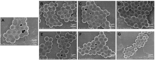 Figure 4 Scanning electron micrographs of S. aureus ATCC 29213 after treatment with (A) the untreated control, (B) 1 x MIC XF-73 for 2 min, (C) 1 x MIC XF-73 for 10 min, (D) 1 x MIC XF-73 for 16 h, (E) 4 x MIC XF-73 for 2 min, (F) 4 x MIC XF-73 for 10 min or (G) 4 x MIC XF-73 for 16 h. Scale Bar = 2 μm.
