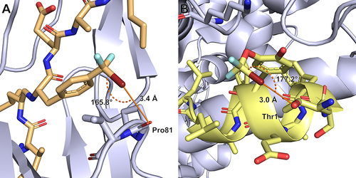 Figure 1 PDB decoration scan of aromatic amino acids in peptides. (A) CF2Br methyl unit attached to a phenylalanine in para position targeting the backbone oxygen of Pro81 in a CA-p2 substrate/HIV-1 protease crystal structure (PDB ID: 1A8K); (B) CF2Br ether moiety attached to a tyrosine in meta position intramolecularly targeting a peptide threonine side chain in a 12-mer peptide inhibitor PMI (N8A mutant)/Mdm2 crystal structure (PDB ID: 3LNZ).