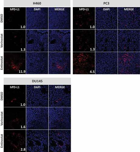 Figure 1. Vorinostat and entinostat modulate PD-L1 expression in human lung and prostate tumor xenografts. Female nu/nu mice implanted with NCI-H460 (lung), PC-3 (prostate), or DU145 (prostate) carcinoma cells received four daily doses of DMSO or vorinostat (150 mg/kg, p.o.). Tumors were excised 24 h after the last dose. Alternatively, animals received a single dose of entinostat (20 mg/kg, p.o.) or DMSO 72 h prior to tumor excision. Frozen sections were examined for cell-surface expression of human PD-L1 by immunofluorescence, using anti-human PD-L1 (clone SP142) and goat anti-rabbit AF594, and counterstained with DAPI-containing mounting medium, as described in Materials and Methods. Confocal images are shown at 20X magnification and are representative of 3 animals/treatment. Inset numbers: relative PD-L1 expression levels were calculated using ImageJ software by normalizing the intensity values to their respective DMSO-treated controls