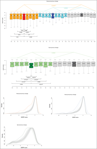 Figure 4. Conservation at ADAR editing sites. (A) Box plot representation of GERP conservation scores for A-to-I editing events that cause nonsynonymous substitutions. Red and orange denote “non-shared” editing sites and their flanking sites, respectively; blue and cyan indicate “shared” editing sites and their flanking sites; dark gray indicates control nonsynonymous positions with their flanking codons in light gray (see text). Wilcoxon rank sum test (2-tailed) p values are also reported. (B) Box plot representation of GERP conservation scores for A-to-I editing events that cause synonymous substitutions. Dark and light green indicate editing sites and their flanking regions, respectively; dark gray indicates control synonymous positions, with light gray indicating their flanking sites. Wilcoxon rank sum test (2-tailed) p values are reported. (C) Distributions of GERP scores at editing-sites are reported for "non-shared" and "shared" nonsynonymous editing sites, as well as for synonymous editing sites. Color codes are as in the previous panels, with 100 random control distributions in gray. Flanking sites are represented with dashed lines.