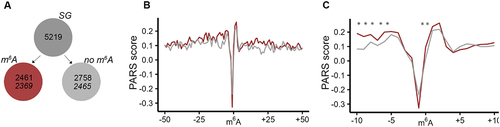 Figure 3. mRNAs exhibit higher structural propensity in the m6A vicinity. (A) From the SG mRNA clients nearly all methylated (red) and non-methylated (grey) mRNAs were detected in the PARS data set (italicized numbers). (B) Aggregated PARS score plotted centred at the m6A including 50 nt up- and downstream of the transcripts. (C) Zoom in into 10-nt window up- and downstream of the m6A. Red, m6A-modified mRNAs; grey, non-modified mRNAs. *, p < 0.05, Mann-Whitney test.