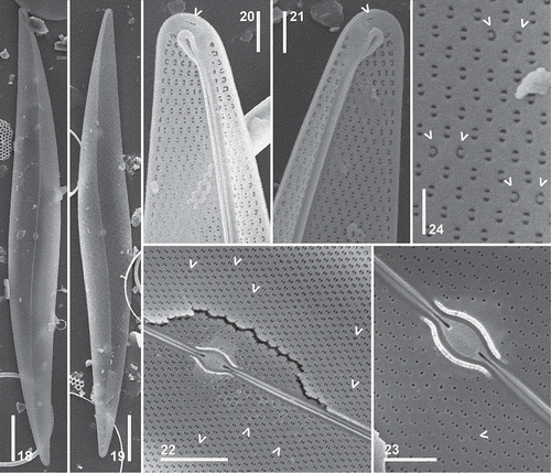 Figs 18–24. Pleurosigma hinzianum. Type material from sample used to prepare the holotype slide. SEM. Internal views. Figs 18–19, Valve showing eccentric raphe-sternum. Figs 20–21, Valve apex showing polar endings finishing in loop-shaped helictoglossa. Note a buttonhole-shaped opening adjacent to the helictoglossa (arrowhead). Fig. 22, Central part of the valve showing central area short and raised central area with central bars surrounding the oval raphe nodule. Note pairs of C-shaped pores (arrowheads). Fig. 23, Detail of the central area. Note central coaxial raphe endings coaxial and pairs of C-shaped pores (arrowhead). Fig. 24, Elliptical, hymen-occluded pores crossed by a bar. Detail of paired C-shaped pores (arrowheads). Scale bars: Figs 18–19 = 20 µm, Fig. 22 = 5 µm, Figs 20–21, 23 = 2 µm.
