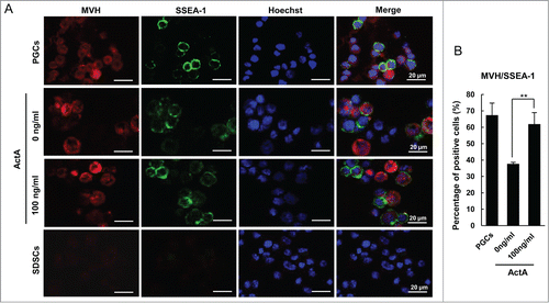 Figure 5. Immunofluorescence staining for MVH and SSEA-1 markers used for characterizing transdifferentiated PGCLCs. (A) The expression of MVH and SSEA-1 in PGCLCs co-cultured for 6 days with or without Act A, E 12.5 PGCs and SDSCs. And (B) the percentage of MVH/SSEA-1 double-positive cells was increased with 100 ng/ml ActA treatment compared with 0 ng/ml. **P < 0.01.