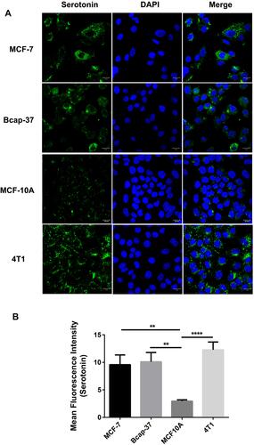 Figure 1 Serotonin expression in the cultured human breast cancer cell line. Immunofluorescence staining was used in order to identify whether cultured human breast cancer cell lines (MCF-7, Bcap-37), human breast epithelial cell line (MCF-10A), and mouse breast cancer cells (4T1) expressed serotonin. Serotonin immunoreactivity (green) in the cultured human breast cancer cell lines (MCF-7, Bcap-37), human breast epithelial cell line (MCF-10A), and mouse breast cancer cells (4T1) was clearly present (A). It shows that serotonin expression was increased in the cultured human breast cancer cell lines (MCF-7, Bcap-37) compared with human breast epithelial cell line (MCF-10A) (B). Values were expressed as mean ± S.E.M.; **p<0.01, ****p<0.0001.