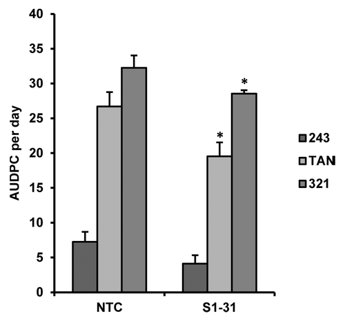 Figure 5. AUDPC per day values for transgenic line S1-31, overexpressing BnPLC2 gene relative to Westar NTC line, challenged with three strains of S. sclerotiorum (243, TAN, and 321). Evaluation with strain 321 was stopped at 14 DAI, while evaluation with strains TAN and 243 were concluded at the usual 21DAI.*Values significantly different from NTC line at P < 0.05 as determined by Student’s t test.