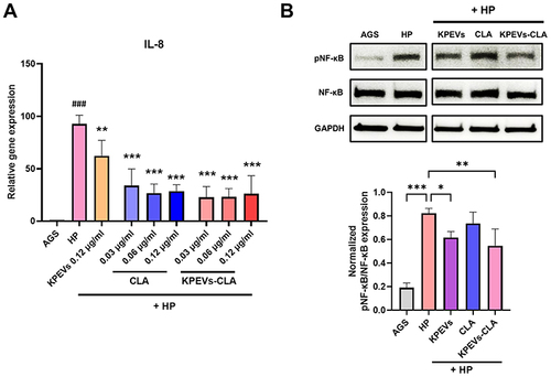 Figure 4 Anti-inflammatory effect of KPEVs-CLA on marker gene and protein expression. (A) Relative expression of the IL-8 gene after co-culturing with H. pylori and different CLA and KPEVs-CLA concentrations at 12 h evaluated using RT-qPCR (AGS vs HP: ###p ≤ 0.001, HP vs treatments: **p ≤ 0.01, and ***p ≤ 0.001). (B) Western blotting of NF-κB and pNF-κB in the whole cell lysate of CLA and KPEVs-CLA treated H. pylori-infected cells (*p ≤ 0.05, **p ≤ 0.01, and ***p ≤ 0.001). The results are presented as mean ± SD of three independent experiments. Statistical analysis was performed using one-way ANOVA with Bonferroni post hoc tests.