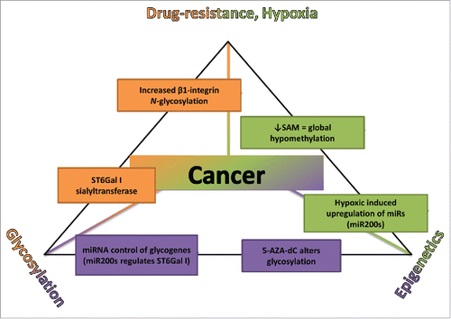 Figure 3. The Chemo-resistance-Epigenetics-Glycosylation triangle. Schematic diagram bringing together the idea that glycosylation is epigenetically regulated and that the epigenetic signature of a tumor cell is altered under hypoxic conditions conferring a drug-resistant phenotype and evidence to support this. SAM, S-adenosyl methionine; miR, microRNA; 5-AZA-dC, 5-AZA-2′-deoxyCytidine; ST6Gal I, α1–6 linkage sialyltransferase.