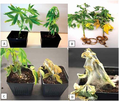 Fig. 5 (Colour online) Symptoms on cannabis plants resulting from inoculation with an isolate of Pythium myriotylum. Cuttings of strain ‘White Rhino’ were rooted in the cloner and inoculated with 20 mL of a mycelial suspension after roots were trimmed and plants were potted. (a) Initial wilting symptoms 7–10 days after inoculation on plant on the right compared to the noninoculated control plant on the left. (b) Wilted plants showing yellowing of the lower leaves and browning of the root system at 14 days. (c) Advanced stages of disease development after 3 weeks on two inoculated plants. (d) Growth of mycelium of P. myriotylum under conditions of high humidity.