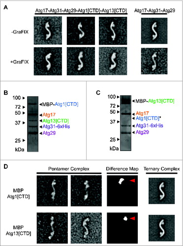 Figure 6. Mapping of Atg1[CTD] and Atg13[CTD] in the Atg1 kinase complex pentamer by electron microscopy. (A) EM analysis of the Atg1 kinase complex pentamer. Representative class average of Atg17-Atg31-Atg29 and Atg17-Atg31-Atg29-Atg1[CTD]-Atg13[CTD] complexes with and without gradient fixation (Pentamer, 3,700 particles; GraFix pentamer, 2,787 particles; Atg17-Atg31-Atg29, 1,968 particles). Side length of each panel is 55 nm. (B) Purification of the MBP-Atg1[CTD]-containing pentamer by nickel-affinity and amylose-affinity chromatography. Predicted sizes of protein subunit are labeled on the right. (C) Purification of the MBP-Atg13[CTD]-containing pentamer by nickel-affinity and amylose-affinity chromatography. Predicted sizes of protein subunit are labeled on the right. Missing band for Atg1[CTD] is marked with an asterisk. (D) MBP-Atg1[CTD]-containing pentamer. Representative class averages from 1,471 negatively stained MBP-Atg1[CTD] particles ordered into 100 classes. MBP-Atg13[CTD]-containing pentamer. Representative class averages from 1,702 negatively stained MBP-Atg13[CTD] particles ordered into 100 classes. Side length of each panel is 55 nm. Red arrow in the difference map highlights additional density from MBP.