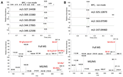 Figure 4 Base peak chromatograms (BPC) and extracted ion chromatograms (EIC) of the peak at m/z representing eugenol glucoside from star anise extract measured in positive (A) and negative (B) ionization mode. Full MS and MS/MS spectra are shown.