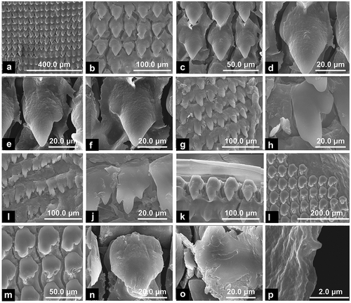 Figure 14. SEM images of radula of H. straminea. (a) Anterior-posterior (from top to bottom) middle section of the radula. (b) Detail. (C) Central and first two lateral teeth. (d) Central tooth. (e) First right lateral tooth. (f) First left lateral tooth. (g) Outermost lateral teeth. (h) Detail of the outermost lateral tooth. (i) Marginal teeth. (j) Detail of a marginal tooth. (k) Lateral teeth seen from the outer edge. (l) Lateral teeth of the anterior part of the radula clearly worn. (m) Detail. (n) An anterior lateral teeth clearly worn. (o) A thin film of dehydrated mucous that covers a tooth. (p) Detail of the film. (Photos by S. Sorbo)