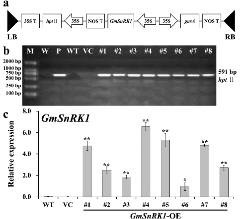 Figure 4. Molecular confirmation of transgenic plants. (a) Schematic diagram of the T-DNA region of binary plasmid pCAMBIA1301-GmSnRK1. LB, left border; RB, right border; hpt II, hygromycin phosphotransferase II gene; GmSnRK1, soybean sucrose non-fermenting-1 related protein kinase 1 gene; gusA, β-glucuronidase gene; 35S, cauliflower mosaic virus (CaMV) 35S promoter; 35S T, CaMV 35S terminator; NOS T, nopaline synthase terminator. (b) PCR analysis of GmSnRK1 overexpressing Arabidopsis plants. Lane M: DL2000 DNA marker; Lane W: water as negative control; Lane P: plasmid pCAMBIA1301-GmSnRK1 as positive control; Lane WT: wild type; VC, control vector; Lanes #1–#8: different transgenic lines. (c) Expression levels of GmSnRK1 in different transgenic lines. The Arabidopsis actin gene was used as an internal control. Data are presented as means ± SE (n = 3). * P < 0.05 and ** P < 0.01, significant differences compared to WT (Student's t-test).