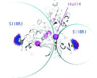 Figure 4. Trilateration of the inhibitory copper-binding site in EcoRI. The EcoRI:DNA complex is shown as a white cartoon model. The MTSSL ensembles that were generated with mtsslWizard are shown as blue and red stick models. The trilateration spheres whose radii correspond to the experimental Cu-MTSSL distances are shown in cyan. All histidine residues in the dimeric structure are highlighted as purple spheres. His114 that was identified as the Cu2+ binding site in [Citation14] is marked and is in the closest proximity to both trilateration spheres. The red spheres (marked by a arrow) represent the result of 10 independent attempts of docking the Cu2+ ion into the complex structure with mtsslDock.