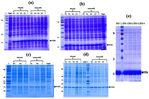 Figure 5. 12% SDS-PAGE analysis of optimization of expression conditions of modified IFNs in E. coli. BL21 codon plus (DE3) RIL (a) IFN-1 (b) IFN-2 (c) IFN-3 and (d) IFN-4 (e) 12% SDS-PAGE analysis purified modified forms of IFNs.