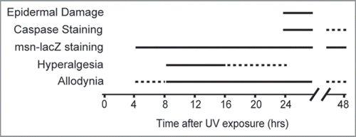 Figure 1 Timing of UV-induced responses. Both allodynia and hyperalgesia develop before overt morphological evidence of epidermal damage and cleaved caspase immunoreactivity indicative of programmed cell death. Although mild allodynia arises earlier than hyperalgesia, the peak response and subsequent diminishment of hyperalgesia occur more rapidly. Staining using a stress response reporter (msn-lacZ, which reads out activation of the Jun N-Terminal Kinase signaling pathway) was evident from 4 to 48 hours after UV treatment. Solid lines, times response was seen most often. Dashed lines, times response was occasionally observed, or was mild or diminishing.