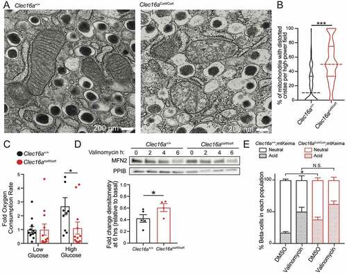 Figure 3. The CLEC16A C terminus maintains β-cell mitochondrial function, morphology, and turnover. (A) Representative transmission electron microscopy (TEM) images of β-cells in isolated islets from 11-week-old Clec16a+/+ and Clec16acurt/curt islets. Clec16acurt/curt islets have distorted mitochondria cristae. n = 4/group. (B) Quantification of β-cell mitochondrial structure from TEM images of Clec16a+/+ and Clec16acurt/curt β-cells related to Figure 3A. Dashed line in violin plot represents median and solid lines represent quartiles. n = 206–236 images scored/group. (C) Relative oxygen consumption rate (OCR) in isolated Clec16a+/+ and Clec16acurt/curt islets measured after exposure to low glucose (1.67 mM) and high glucose (16.7 mM). n = 12/group. (D) Representative MFN2 WB in isolated islets from Clec16a+/+ and Clec16acurt/curt mice following 250 nM valinomycin exposure for up to 6 h, quantified by densitometry (normalized to PPIB/cyclophilin B loading control, below). n = 4–5 mice/group. (E) Flow cytometric analysis of β-cells from dissociated islets of 12-week old Clec16a+/+;mtKeima and Clec16acurt/curt;mtKeima mice, indicating the relative distribution of β-cells with mitochondria in dominantly acidic or neutral compartments following exposure to 250 nM valinomycin or DMSO control for 3 h. n = 4/group. *p < 0.05 **p < 0.01 ***p < 0.001.