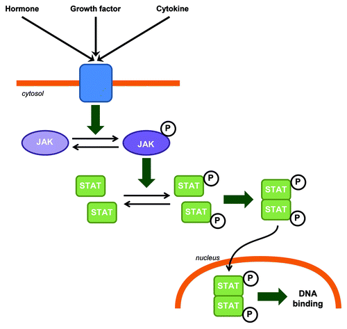 Figure 1. JAK-STAT canonical signaling pathway in CNS. Hormones, growth factors and cytokines can induce JAK phosphorylation and activation. Activated JAKs phosphorylate STATs which in turn homo or heterodimerize. STAT dimers are then translocated to the nucleus where they bind to DNA.