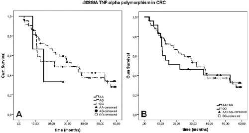 Figure 3. The Kaplan–Meier survival curves of CRC patients stratified by genotype of –308G/A polymorphism in TNF-α gene. Panel A presents the three genotypes separately, and paned B presents the homozygous of wild allele GG genotype and genotypes carrying at least one of the variant alleles (AA + AG).