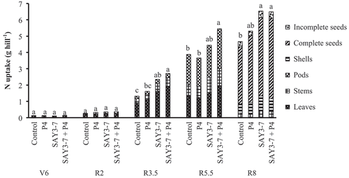 Figure 2. Effect of co-inoculation of B. japonicum SAY3-7 and S. griseoflavus on nitrogen uptake of Yezin-6 soybean cultivar at different growth stages. The histograms with the same letter at each growth stage are not significantly different at P < 0.05 (Tukey’s test).