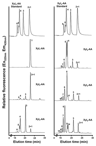 Figure 3. Xylooligomers of various lengths as acceptors for the xylosyltransferase activity of rice microsomes. The xylosyltransferase activity was assayed by incubating rice stem microsomes with UDP-xylose and the acceptor Xyl1-AA, Xyl2-AA, Xyl3-AA, Xyl4-AA, Xyl5-AA, or Xyl6-AA, and the reaction products were analyzed by reverse-phase HPLC and detected for fluorescent signals. The number at each peak denotes the number of xylosyl residues for the corresponding xylooligomer. A chromatogram of standard Xyl1–6-AA is shown at the top of each column for comparison of the xylooligomer peaks.