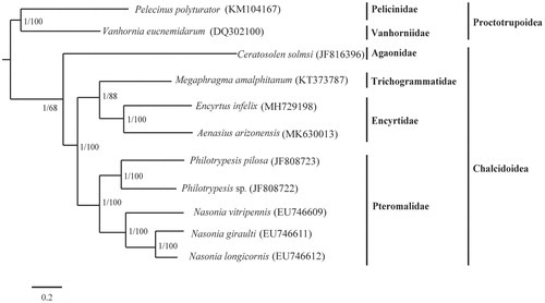 Figure 1. The molecular phylogeny of Chalcidoidea based on partitioned protein-coding sequences. The phylogenetic tree was constructed by Bayesian inference and maximum-likelihood methods under GTRGAMMA model. The number at each node indicate the posterior probability and bootstrap values resulting from the analyses.