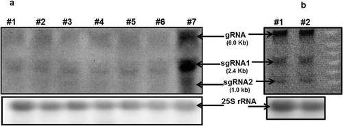 Fig. 5. (a) Northern blots of SCYLV transcripts in internodes of infected sugarcane plants H87-4094. RNA was extracted from internodes #1 (beneath first visible dewlap leaf, immature) to #7 (mature) and was hybridized to a probe of the SCYLV cDNA. The indicated size of the hybridization signals was deduced from RNA molecular size markers (not shown), and the 25S rRNA loading control was visualized by probe hybridization. (b) Northern blot of SCYLV from maize mature leaf. The RNA gel blot was probed with DIG-labelled SCYLV-probe covering the YLS-sequence and detected with anti-digoxigenin-AP and CDP-Star ready-to-use and visualized with a chemilux CCD camera (Intas, Göttingen, Germany). The indicated size of the hybridization signals was deduced from RNA molecular size markers (not shown), and the 25S rRNA loading control was visualized by probe hybridization. #1 ‘Giza2’ and #2 ‘Gemaza1004’.