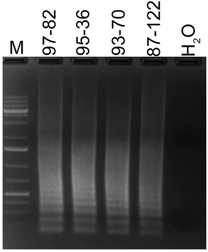 Fig. 4 Detection of four different Rhizoctonia solani isolates recovered from four different ornamental plants with LAMP. Lane M, 1Kb+ DNA ladder; isolates and their hosts are as follows: 97–82 (host: Dypsis lutescens); 95–36 (host: Fittonia sp.); 93–70 (host: Dianthus sp.); 87–122 (host: Begonia sp.).