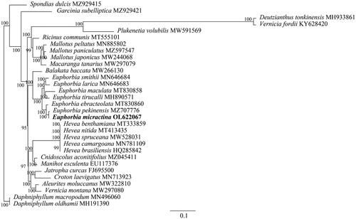 Figure 1. The construction of the phylogenetic tree performed using complete genomic sequences of 30 species and E. micractina based on the maximum likelihood method with a bootstrap value of 1000 replicates.