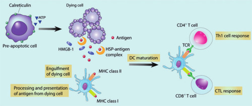 Figure 4 Characteristics of immunogenic cell death (ICD). Reproduced with permission from Duan X, Chan C, LinW. Nanoparticle-mediated immunogenic celldeath enables and potentiates cancer immunotherapy. Angew ChemInt Ed Engl. 2019;58(3):670–680.Citation163 Copyright 2019, John Wiley and Sons.