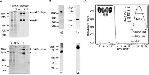 Figure 1.  Purification of soluble α6β4 proteins. (A) α6-Fcβ4 (top panel) and α6β4-Fc (bottom panel) proteins were purified from α6-Fcβ4– or α6β4-Fc–transfected CHO cell supernatants respectively by protein A chromatography. Protein purity in column fractions in the load (L), flow through (FT), wash (W), and elution fractions (1, 2, 3) was assessed by SDS-PAGE under nonreducing conditions. α6-Fc, β4, β4-Fc, and α6 bands at predicted sizes of 272, 77, 204, 110 kDa, respectively, are indicated. (B) The identity of the purified α6-Fcβ4 (top panel) or α6β4-Fc (bottom panel) material was confirmed by Western blotting under nonreducing conditions with antibodies to α6 and β4. (C) SEC and light scattering (top right inset; RI = refractive index, MW = molecular weight) analysis shows soluble α6-Fcβ4 migrating at the approximate size of a tetramer (449.4 kDa). Predicted size of two α6-Fc subunits plus two β4 subunits is 426 kDa. Inset (top left) is a cartoon of the α6-Fcβ4 tetramer.