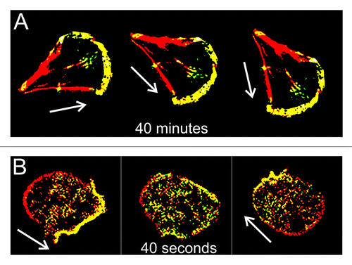 Figure 1.Dictyostelium amoebas accomplish the fastest re-polarization among eukaryotic cells. Whereas, for instance, fibroblasts typically need tens of minutes to sidetrack significantly (A), a Dictyostelium cell can turn “frontside back” within less than a minute (B). Cytoskeletal front and back domains are shown in yellow and red, respectively. Note that posterized pictures of cells are not to scale: fibroblasts are on average 5 times larger than amoebas. White arrows indicate direction of cell movement.